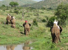 Elephant Back Safaris, Pilanesberg (Letsatsing Game Reserve)